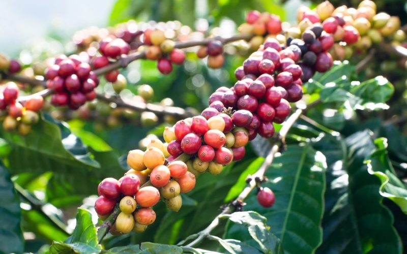 Ripening coffee beans on a tree